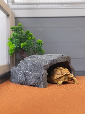 Tortoise Habitat Wood Box Turtle Enclosure for Small Animals c7c053c1 bd0e 4d70 83a6 e38896095304. CR00300400 PT0 SX300 V1