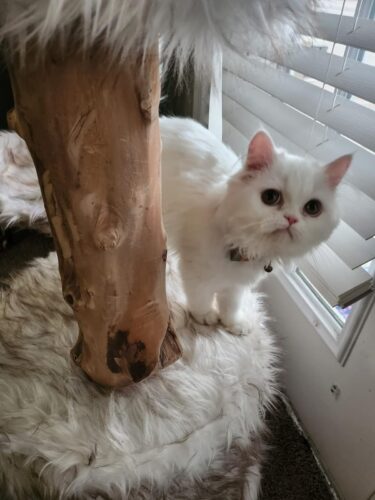 42"H Wood Cat Tree Climber Shelves, Natural Branch Cat Tower with Condo, White photo review