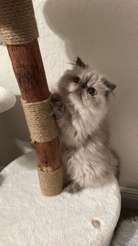 42"H Wood Cat Tree Climber Shelves, Natural Branch Cat Tower with Condo, White photo review