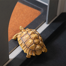 Coziwow Acrylic Indoor Tortoise Habitat Wood Box Turtle Enclosure For Small Animals 2f2f2f03 a7ca 4623 b947 40705ec4e93c. CR00220220 PT0 SX220 V1
