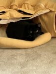 Cat Tunnel Bed Hide Tunnel for Indoor Cats with Hanging Scratching Balls, Yellow photo review