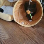 Cat Tunnel Bed Hide Tunnel for Indoor Cats with Hanging Scratching Balls, Yellow photo review