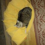 Cat Tunnel Bed Hide Tunnel for Indoor Cats with Hanging Scratching Balls, Yellow photo review