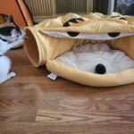 Cat Tunnel Bed Hide Tunnel for Indoor Cats with Hanging Scratching Balls, Yellow photo review