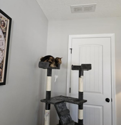67″ Multi-Level Cat Tree Tower Kitten Condo House With Scratching Posts, Grey photo review