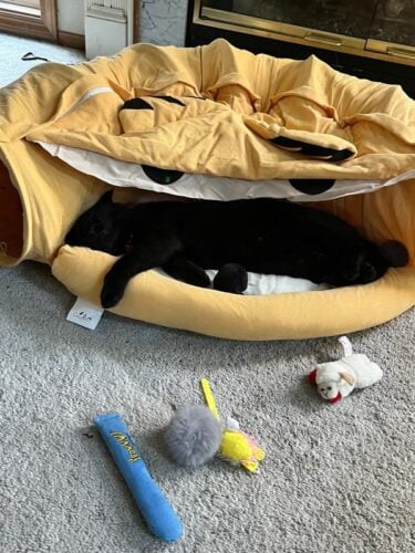 Coziwow Cat Tunnel Bed Hide Tunnel for Indoor Cats with Hanging Scratching Balls, Yellow photo review