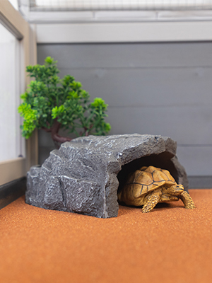 Coziwow Acrylic Indoor Tortoise Habitat Wood Box Turtle Enclosure For Small Animals c7c053c1 bd0e 4d70 83a6 e38896095304. CR00300400 PT0 SX300 V1