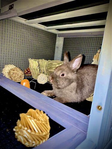 55"L 2-Tier Wood Bunny Hutch with Nesting Box, for 1-2 Bunnies, Gray photo review