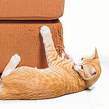 Coziwow 2-in-1 Wood Cat Scratcher Pad Corrugated Scratch House, Car-Shaped 2514a1b9 36ea 4a8e 9da1 cc37f304ff7b. CR00220220 PT0 SX220 V1