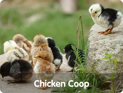 chicken