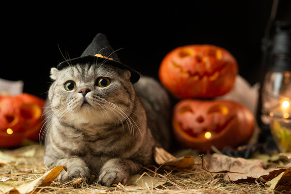 halloween cat