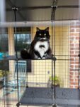 Coziwow Large Outdoor Cat Enclosures, Indoor DIY Cat Cage Iron Mesh Crate with 3 Platforms, Black photo review