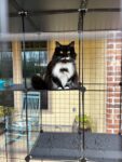 72"H Large Indoor Cat Enclosures, Indoor DIY Cat Cage Iron Mesh Crate with 3 Platforms, for 1-2 Cats, Black photo review