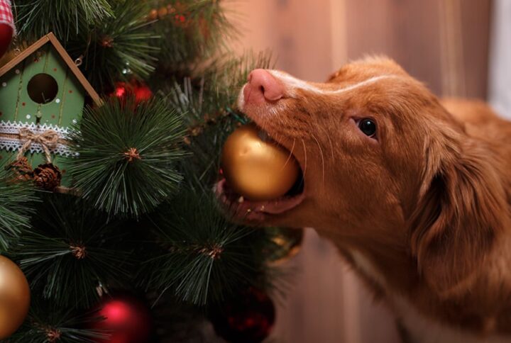 10 Tips to Prevent Your Dog From Approaching Your Christmas Tree
