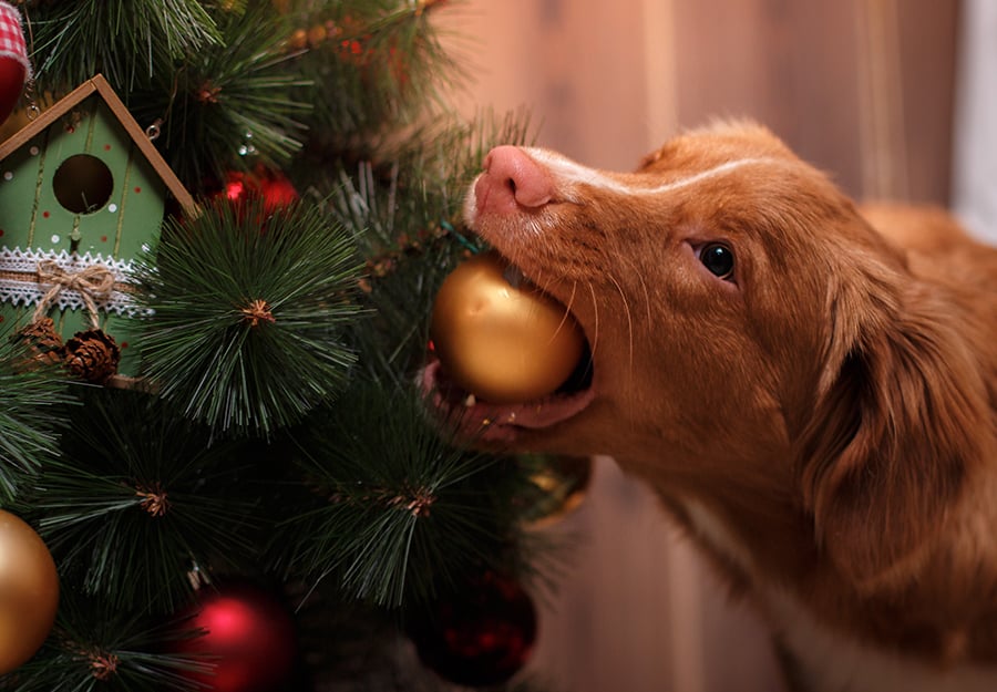 keep dog from christmas tree