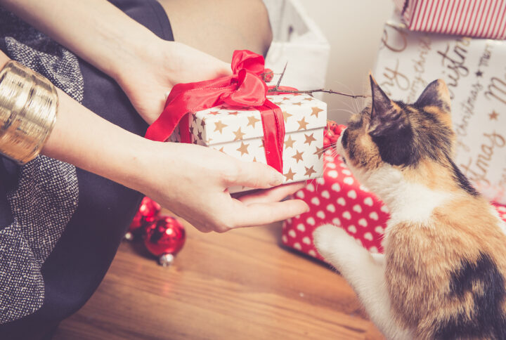 Best Christmas Gifts for Your Kitty !