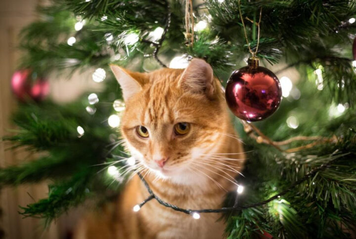 HOW TO KEEP YOUR CAT OUT OF THE CHRISTMAS TREE￼