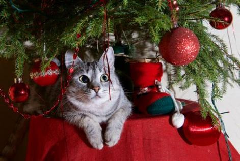 HOW TO KEEP YOUR CAT OUT OF THE CHRISTMAS TREE￼ 图片2 Cat Blogs