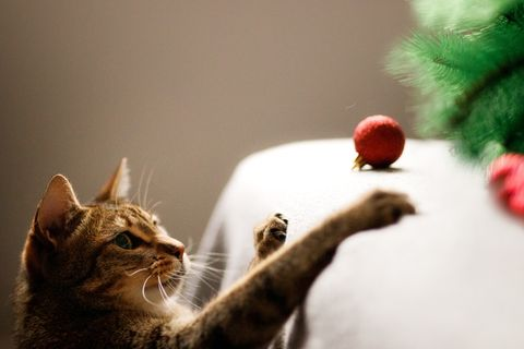 HOW TO KEEP YOUR CAT OUT OF THE CHRISTMAS TREE￼ 图片3 Cat Blogs