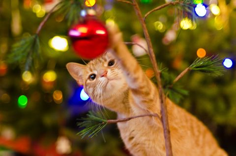 HOW TO KEEP YOUR CAT OUT OF THE CHRISTMAS TREE￼ 图片4 Christmas