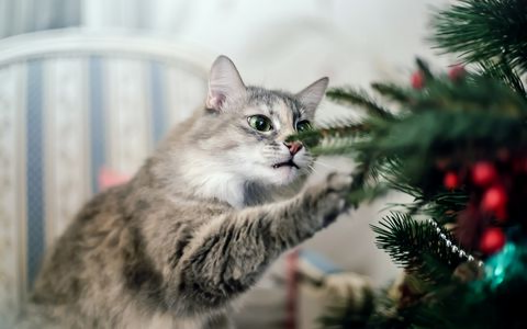 HOW TO KEEP YOUR CAT OUT OF THE CHRISTMAS TREE￼ 图片5 Cat Blogs