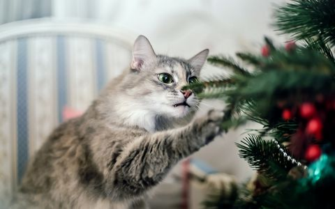 HOW TO KEEP YOUR CAT OUT OF THE CHRISTMAS TREE￼ 图片5 cat supplies