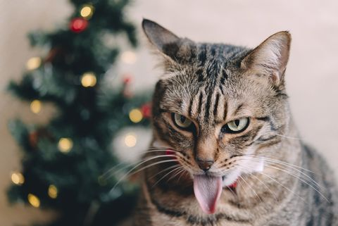HOW TO KEEP YOUR CAT OUT OF THE CHRISTMAS TREE￼ 图片6 Cat Blogs