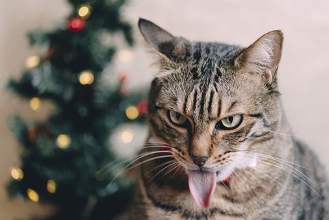 HOW TO KEEP YOUR CAT OUT OF THE CHRISTMAS TREE￼ 图片6 Christmas