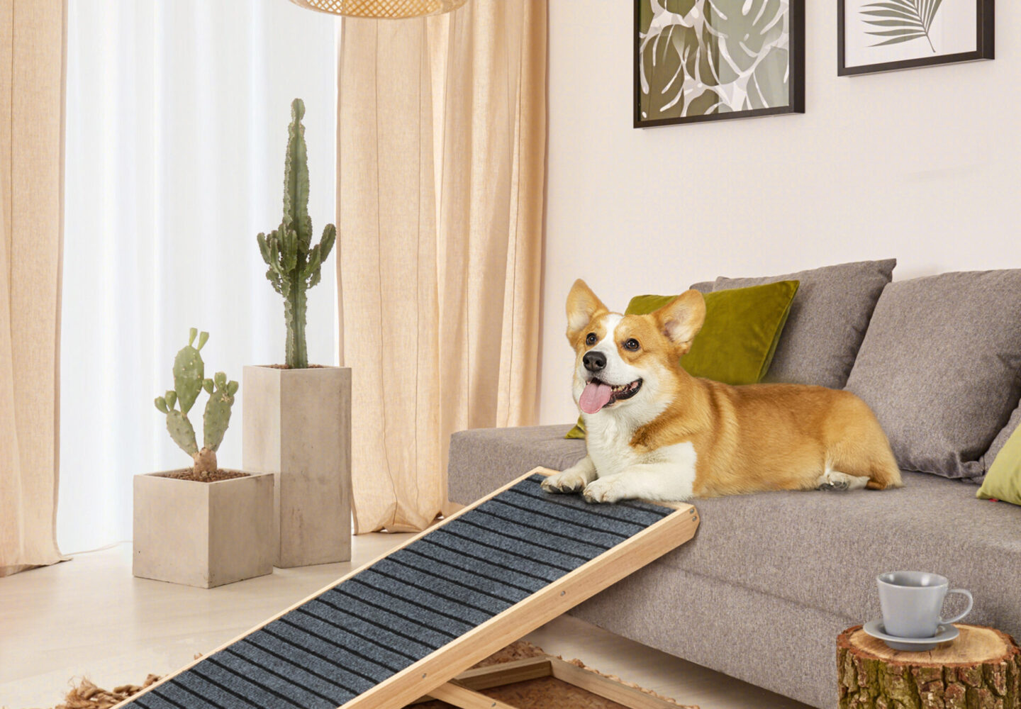 dog ramp