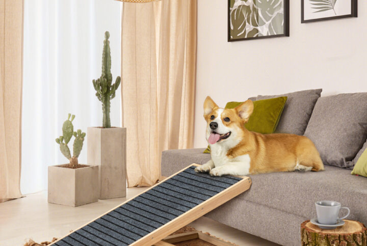 Is it worthwhile to invest in dog ramps?