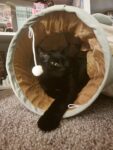 Cat Tunnel Bed Hide Tunnel For Indoor Cats With Hanging Scratching Balls, Light Green photo review