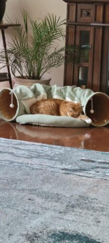 Cat Tunnel Bed Hide Tunnel For Indoor Cats With Hanging Scratching Balls, Light Green photo review