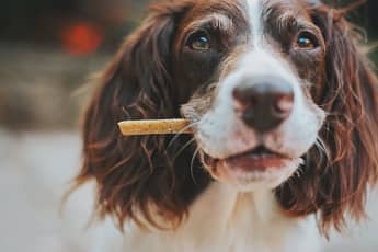 Bake Treats for love yor pet day