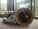 Cat Tunnel Bed Hide Tunnel For Indoor Cats With Hanging Scratching Balls, Light Green photo review