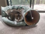 Cat Tunnel Bed Hide Tunnel For Indoor Cats With Hanging Scratching Balls, Light Green photo review