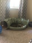 Cat Tunnel Bed Hide Tunnel For Indoor Cats With Hanging Scratching Balls, Light Green photo review