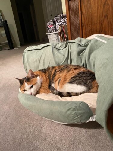 Cat Tunnel Bed Hide Tunnel For Indoor Cats With Hanging Scratching Balls, Light Green photo review