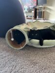 Cat Tunnel Bed Hide Tunnel For Indoor Cats With Hanging Scratching Balls, Light Green photo review