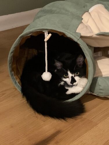 Cat Tunnel Bed Hide Tunnel For Indoor Cats With Hanging Scratching Balls, Light Green photo review