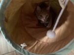 Cat Tunnel Bed Hide Tunnel For Indoor Cats With Hanging Scratching Balls, Light Green photo review