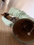 Cat Tunnel Bed Hide Tunnel For Indoor Cats With Hanging Scratching Balls, Light Green photo review