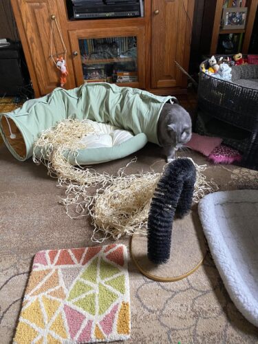 Cat Tunnel Bed Hide Tunnel For Indoor Cats With Hanging Scratching Balls, Light Green photo review