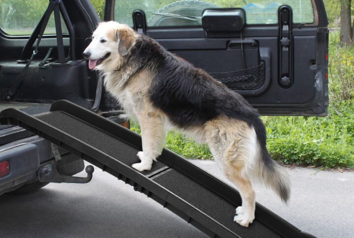 A Pet Ramp May Be A Real Need For Your Dog