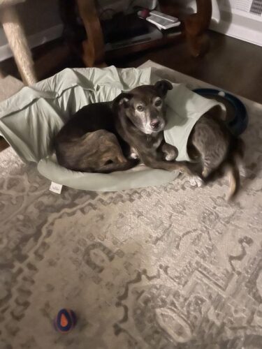 Cat Tunnel Bed Hide Tunnel For Indoor Cats With Hanging Scratching Balls, Light Green photo review