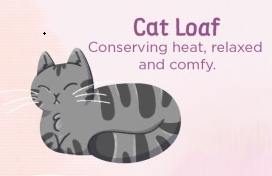 <strong>THE SECRET MEANING BEHIND CAT SLEEPING POSITIONS</strong> 222 Cat Blogs