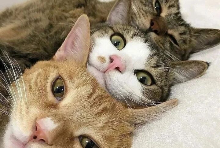 <strong>THE SECRET MEANING BEHIND CAT SLEEPING POSITIONS</strong>