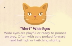 <strong>CAT EYE MEANING: READING YOUR CAT'S EYES</strong> 4 cat Cat Blogs