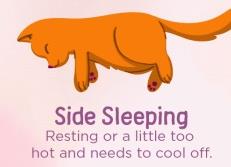 <strong>THE SECRET MEANING BEHIND CAT SLEEPING POSITIONS</strong> 555 cat