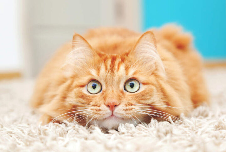 <strong>HOW CAN I SOOTHE AND CALM MY CAT?</strong>