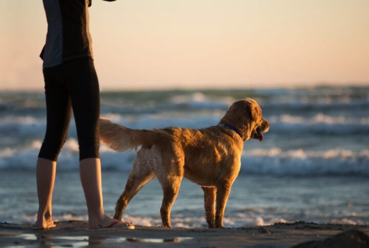 National Pet Day: Benefits & Ways For Pet Owership